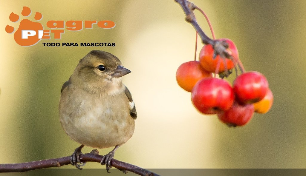 Pajaro cerezas